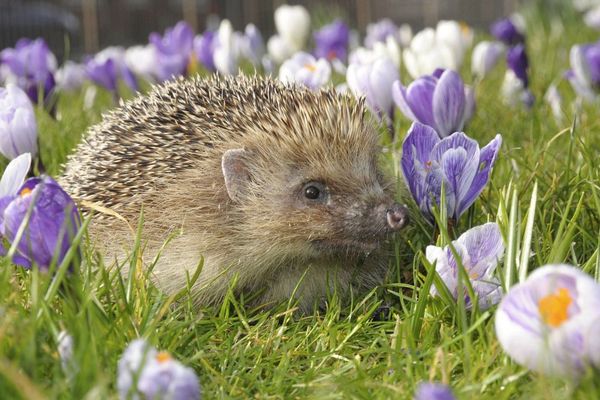 Le hérisson peut constituer un allié précieux pour les jardiniers.