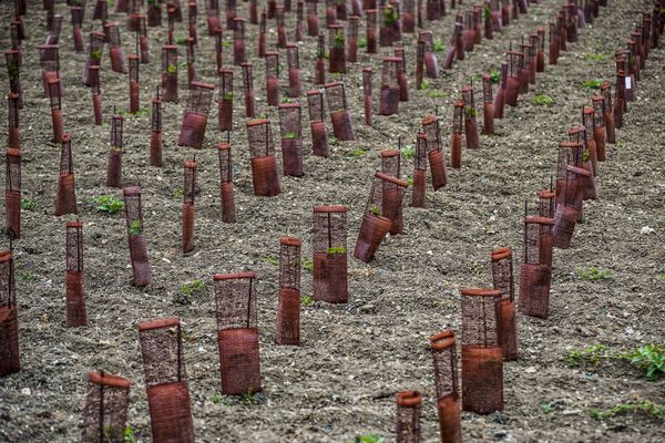 Face aux maladies et aux changements climatiques, quatre régions viticoles françaises s'unissent pour sécuriser la multiplication de leur bois de vigne et envisager l'avenir de leurs vignobles.