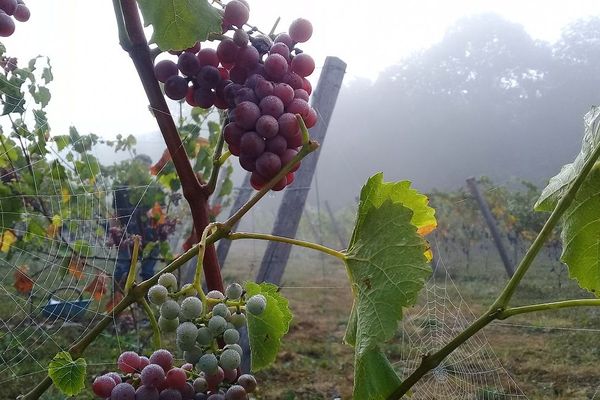 Pour son vin, Geoffrey Estienne a sélectionné six cépages anciens