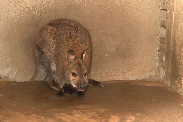 L'animal a été recueilli à la SPA de Chagny.