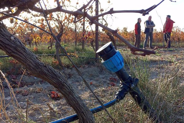 Lézignan-Corbières (Aude) - les viticulteurs investissent dans l'irrigation - novembre 2017.