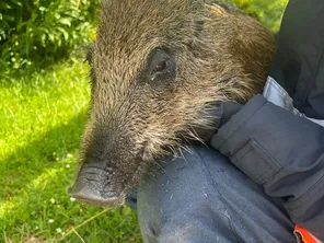 Le sanglier sauvé de la noyade est relâché sain et sauf