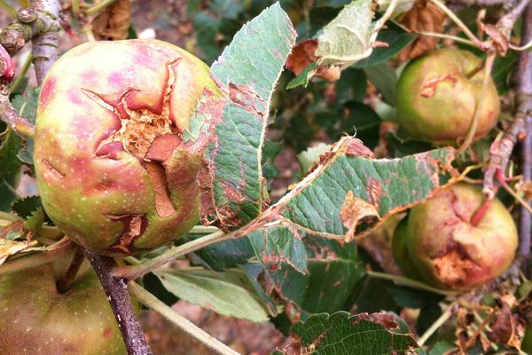 Dans certains secteurs ce sont de 50 à 100% des récoltes qui ont été détruites par la grêle.