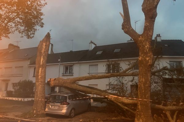 À Saint-Nazaire, un arbre s'est couché sur une voiture sous l'action des vents violents.