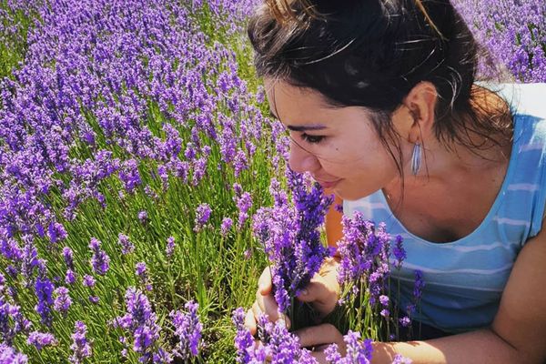 L'entreprise de plantes aromatiques et médicinales Florixir cultive de la lavande à Ham dans la Somme.