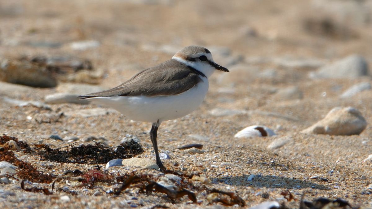 On vous dit pourquoi ce petit oiseau est en danger sur les plages