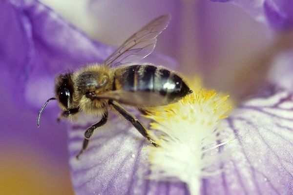 Les  pesticides néonicotinoïdes, ennemis des abeilles et plus généralement, de l'environnement et de la santé. 