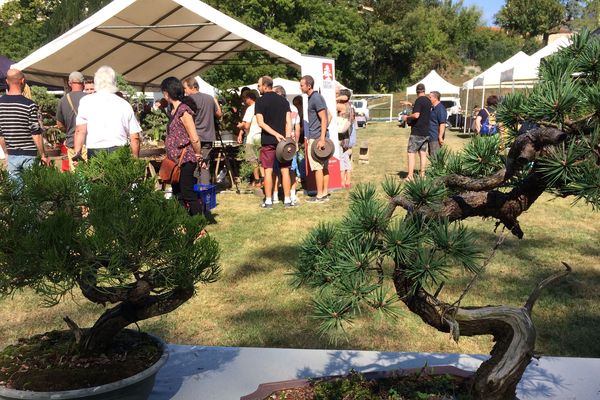 Le salon national du bonsaï s'est tenu à Maulévrier les 8 et 9 septembre