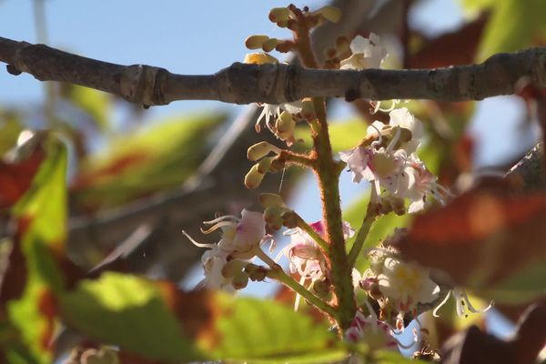 Marronnier d'Inde en fleurs