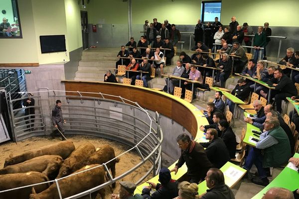 Le 30 septembre, le marché du cadran à Mauriac (Cantal) a renforcé les inquiétudes des éleveurs face à la baisse des cours de la viande bovine.