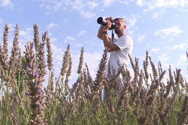 Les champs de lavande du plateau de Valensole offre en été un spectacle coloré qui attire les touristes et photographes du monde entier.