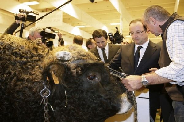 Paris-Salon de l'agriculture - François Hollande sur le stand des vaches Aubrac - 23 février 2013.