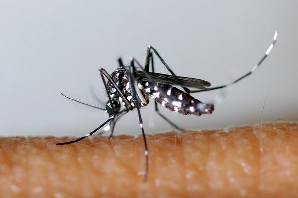 Le moustique-tigre aussi appelé Aedes albopictus