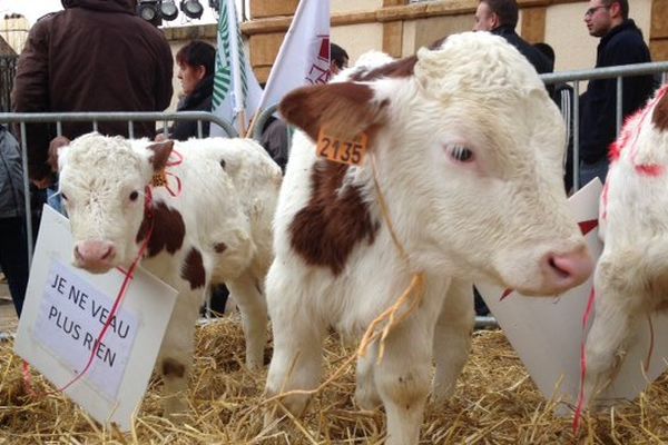 A Mende, en Lozère, selon les éleveurs en colère, le prix de vente de leur viande ne couvre plus les coûts de production et la filière s'enfonce dans la crise. 12/01/2016