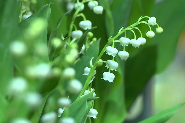 Le prix du muguet, en hausse cette année encore.