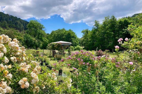 La roseraie de Berty fête ses 40 ans. Dans ce jardin classé remarquable, poussent des centaines de rosiers en toute liberté.