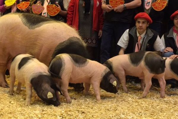 Concours de la race de porc cul noir du Limousin