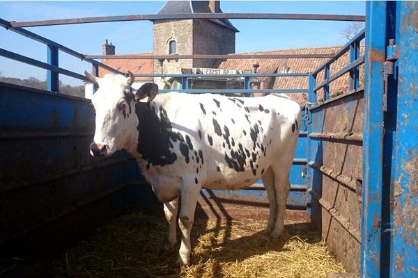 La vache a été capturée vers 4 heures du matin à Boulogne