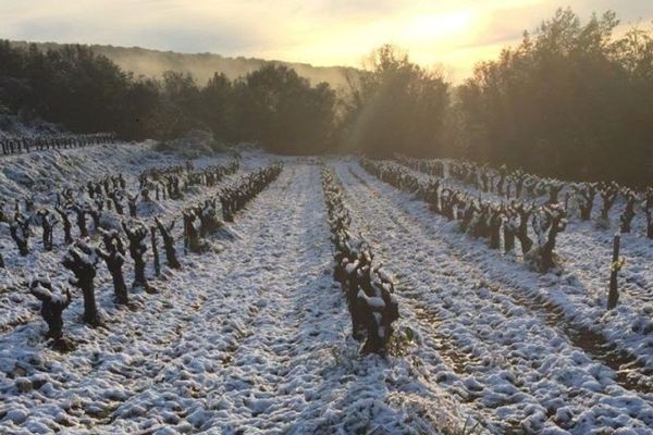 Le gel et la neige dans les vignes