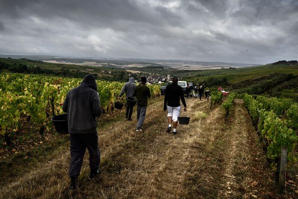 Des détenus d'Auxerre participent aux vendanges à Irancy dans l'Yonne.