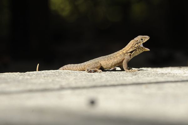 Un temps pour lézard aujourd'hui dans les Pays de la Loire.