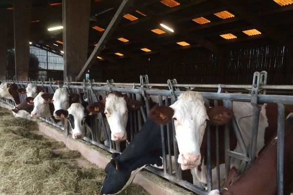 Sur cette exploitation le soja a été remplacé par des sous-produits de céréales locales