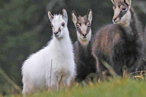 Ce chamois leucique a été photographié en compagnie de deux de ses congénères dans le Jura.