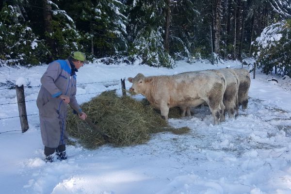 Cet éleveur installé à Condat-lès-Montboissier (Puy-de-Dôme) doit déjà puiser dans son stock de fourrage pour nourrir ses vaches. 