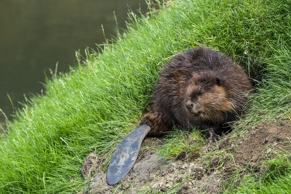 Le castor d'Europe apporte des bénéfices écologiques indéniables dans les habitats qu'il occupe.