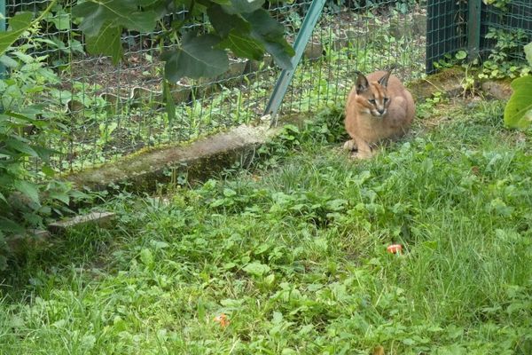 Le caracal est un animal sauvage semblable à un lynx.