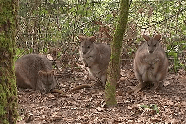 La naissance d'un petit wallaby de Parma à la réserve zoologique de Calviac en Dordogne est une bonne nouvelle pour les soigneurs et les visiteurs.