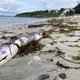 Sur la plage des Sables-Blancs à Concarneau, des dizaines de cadavres de congres ont été retrouvés