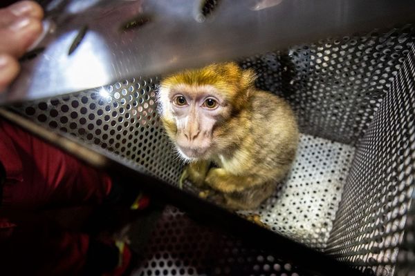 Un singe a été récupéré par les pompiers de Paris chez un particulier.