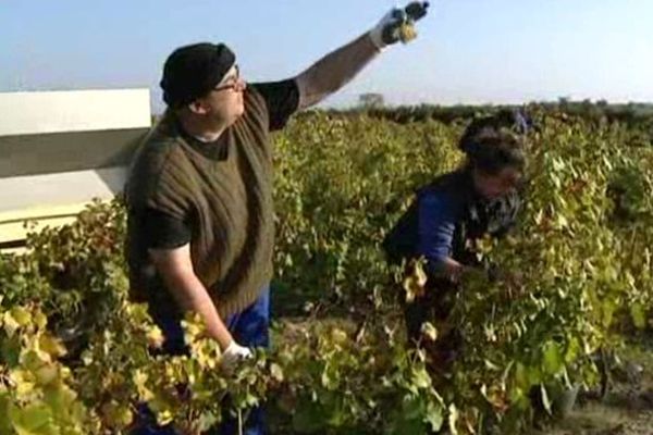 Les vignes victimes du changement climatique