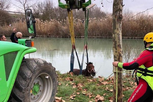 Sauvetage d'un cheval tombé dans le canal du Midi à Villeneuve-lès-Béziers.