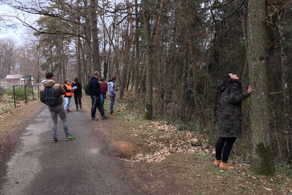 Une battue a été organisée afin de retrouver le panda roux qui a disparu du Parc animalier d'Auvergne situé à Ardes-sur-Couze. 