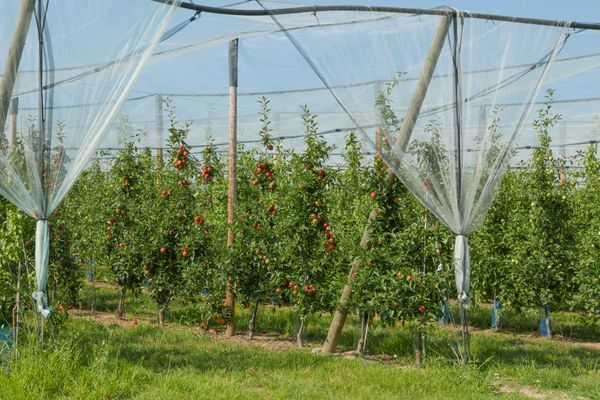 Ce samedi 14 janvier, des arrachages de vergers se dérouleront chez les producteurs de pomme du Tarn-et-Garonne;