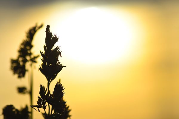 Carte Canicule Vers De Nouveaux Records De Chaleur En Auvergne Rhone Alpes