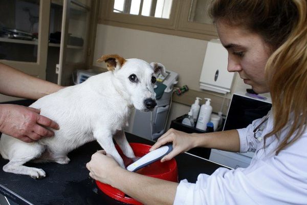 Les vétérinaires seront en grève mercredi 6 novembre