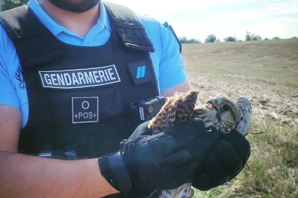 Le rapace, blessé, a été transporté chez un vétérinaire local pour recevoir les soins nécessaires.