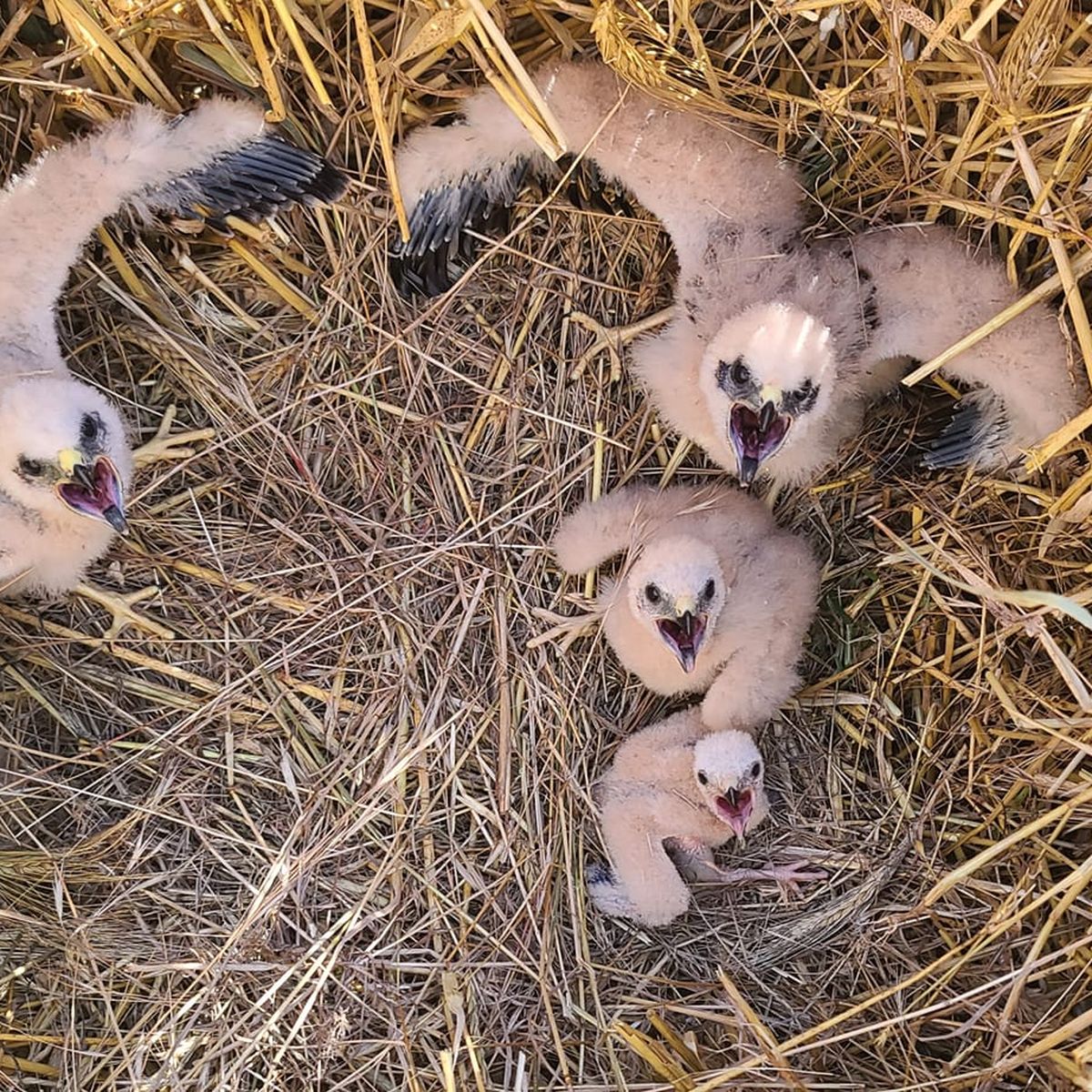 Des amendes pour avoir piégé et capturé des oiseaux protégés - La Voix du  Nord