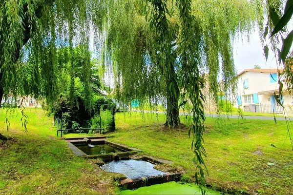 Les saules pleureurs du lavoir des Chassières, à Gémozac.