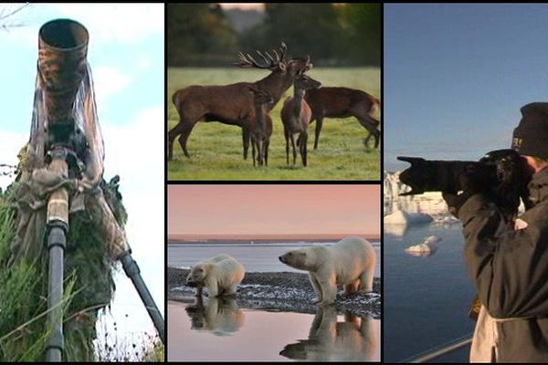 Du brame du cerf dans l'Orne aux ours polaires en Alaska, Fabrice Simon sillonnée le monde pour photographier les animaux