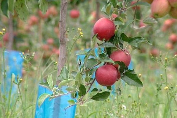 C'est la plante qui va vers l'eau et non l'inverse