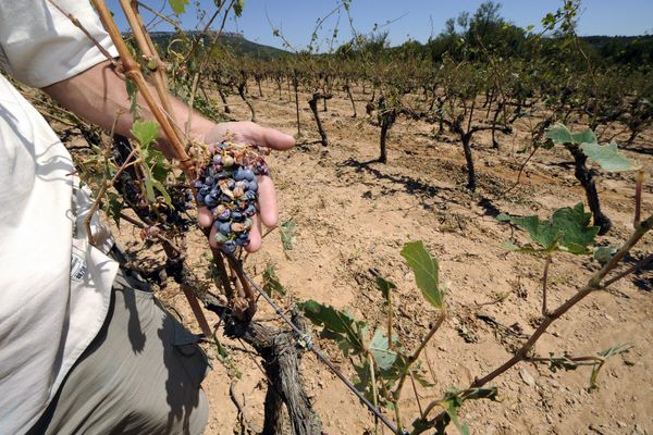 Il y a trois semaines, la commission européenne validait une campagne d'arrachage pour soutenir le monde viticole, durement éprouvé par les crises. Le préfet du Gard a fait le point avec la profession après les vendanges et le sujet était au cœur des discussions. (Photo d'illustration).