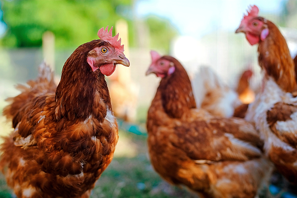 De nouveaux cas de grippe aviaire en Pays de la Loire et Bretagne entrainent le confinement des volailles