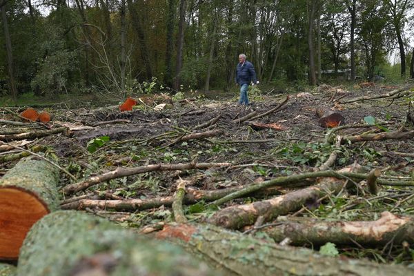 Entre 150 et 200 arbres ont été abattu à Homblières dans l'Aisne pour permettre à une entreprise d'effectuer des travaux sur l'étang.