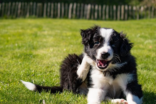 Un cas de rage chez un chiot importé illégalement du Maroc a été confirmé le 5 janvier par le laboratoire national de référence de la rage situé à Nancy en Meurthe-et-Moselle.