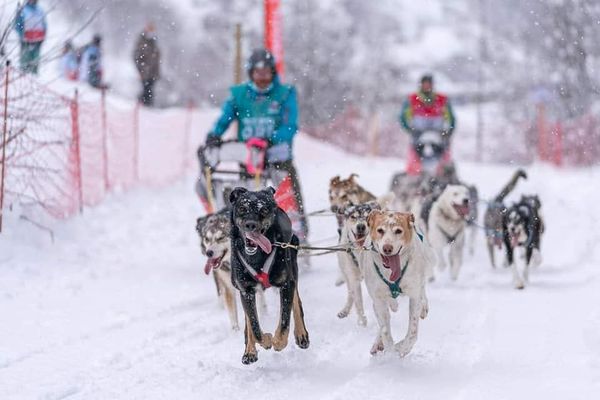 Au terme de douze jours de course, Aurélien Froidure et ses huit chiens ont décroché la septième position au classement général.