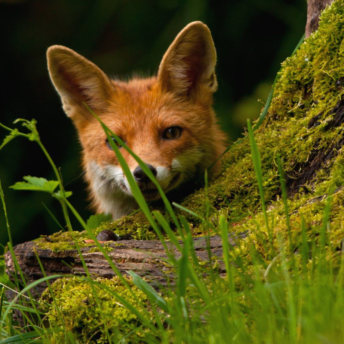 Que Faire Si Vous Croisez Un Renard En Vadrouille Dans Strasbourg Ou Ailleurs